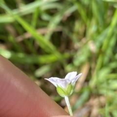 Geranium solanderi at Jagungal Wilderness, NSW - 20 Jan 2022 05:32 PM