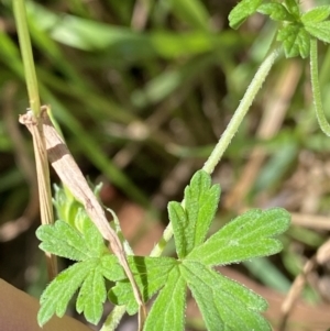 Geranium solanderi at Jagungal Wilderness, NSW - 20 Jan 2022 05:32 PM