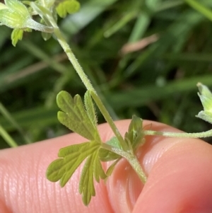 Geranium solanderi at Jagungal Wilderness, NSW - 20 Jan 2022 05:32 PM