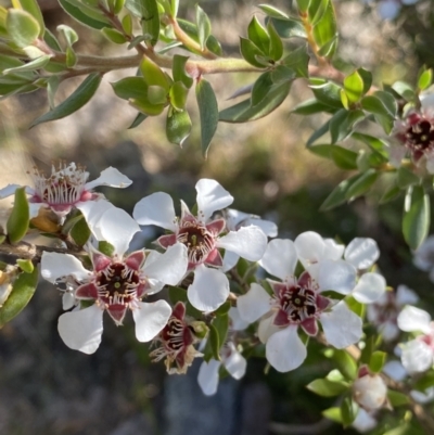 Leptospermum myrtifolium (Myrtle Teatree) at Jagungal Wilderness, NSW - 20 Jan 2022 by Ned_Johnston