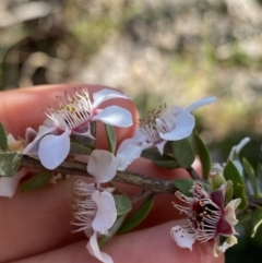 Leptospermum myrtifolium at Jagungal Wilderness, NSW - 20 Jan 2022 05:28 PM