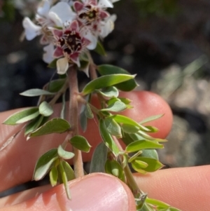 Leptospermum myrtifolium at Jagungal Wilderness, NSW - 20 Jan 2022