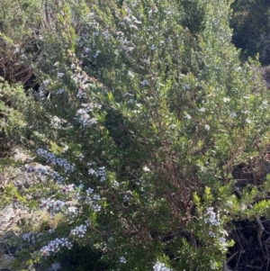 Leptospermum myrtifolium at Jagungal Wilderness, NSW - 20 Jan 2022