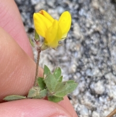 Lotus corniculatus (Birds-Foot Trefoil) at Jagungal Wilderness, NSW - 20 Jan 2022 by Ned_Johnston