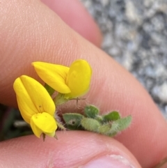 Lotus corniculatus at Jagungal Wilderness, NSW - 20 Jan 2022