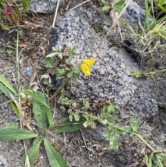 Lotus corniculatus at Jagungal Wilderness, NSW - 20 Jan 2022