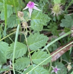 Rubus parvifolius (Native Raspberry) at Jagungal Wilderness, NSW - 20 Jan 2022 by Ned_Johnston