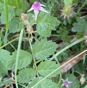 Rubus parvifolius at Jagungal Wilderness, NSW - 20 Jan 2022