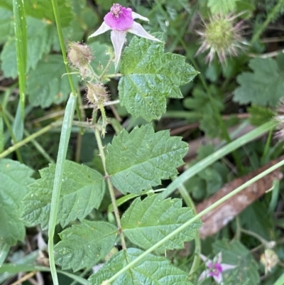 Rubus parvifolius (Native Raspberry) at Jagungal Wilderness, NSW - 20 Jan 2022 by Ned_Johnston