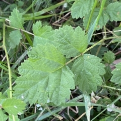 Rubus parvifolius at Jagungal Wilderness, NSW - 20 Jan 2022 05:26 PM