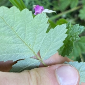 Rubus parvifolius at Jagungal Wilderness, NSW - 20 Jan 2022 05:26 PM