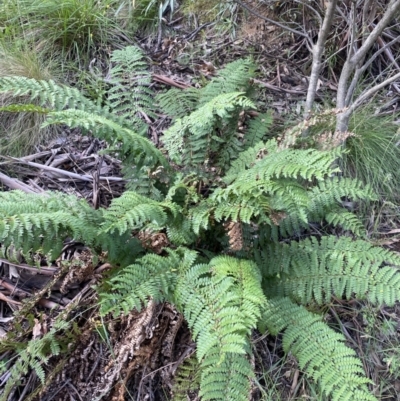 Polystichum proliferum (Mother Shield Fern) at Jagungal Wilderness, NSW - 20 Jan 2022 by NedJohnston