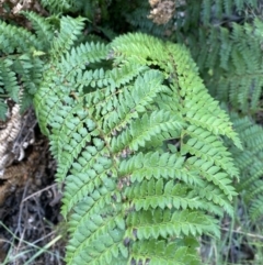 Polystichum proliferum at Jagungal Wilderness, NSW - 20 Jan 2022