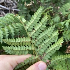 Polystichum proliferum at Jagungal Wilderness, NSW - 20 Jan 2022 05:25 PM