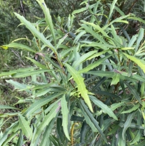 Lomatia myricoides at Jagungal Wilderness, NSW - 20 Jan 2022
