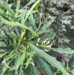 Lomatia myricoides at Jagungal Wilderness, NSW - 20 Jan 2022