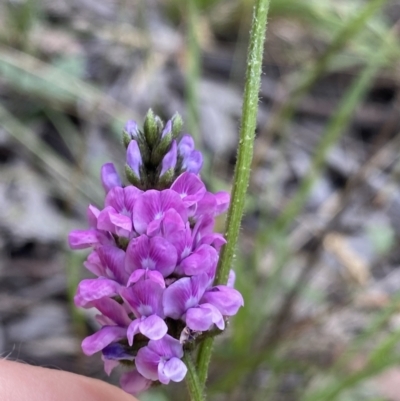 Cullen microcephalum (Dusky Scurf-pea) at Jagungal Wilderness, NSW - 20 Jan 2022 by Ned_Johnston