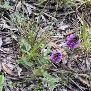 Cullen microcephalum at Jagungal Wilderness, NSW - 20 Jan 2022