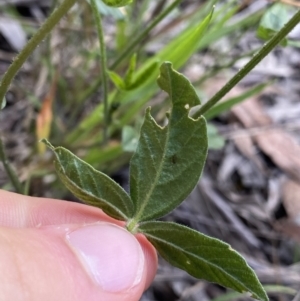 Cullen microcephalum at Jagungal Wilderness, NSW - 20 Jan 2022