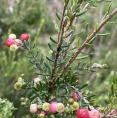 Acrothamnus hookeri (Mountain Beard Heath) at Jagungal Wilderness, NSW - 20 Jan 2022 by Ned_Johnston