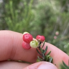 Acrothamnus hookeri at Jagungal Wilderness, NSW - 20 Jan 2022