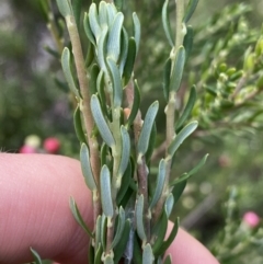 Acrothamnus hookeri at Jagungal Wilderness, NSW - 20 Jan 2022