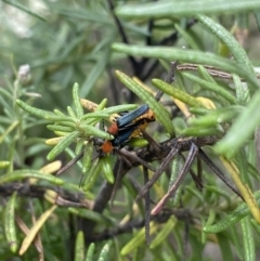 Chauliognathus tricolor (Tricolor soldier beetle) at Kosciuszko National Park - 20 Jan 2022 by Ned_Johnston