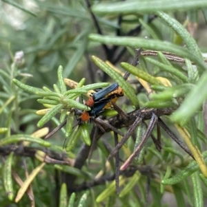 Chauliognathus tricolor at Jagungal Wilderness, NSW - 20 Jan 2022