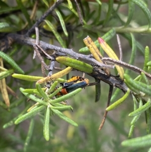 Chauliognathus tricolor at Jagungal Wilderness, NSW - 20 Jan 2022 04:27 PM