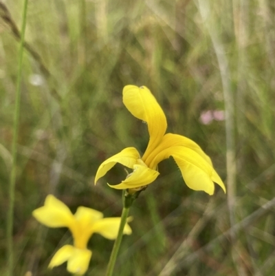 Goodenia pinnatifida (Scrambled Eggs) at Jerrabomberra, ACT - 24 Jan 2022 by ChrisM