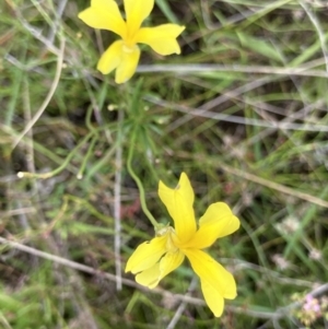 Goodenia pinnatifida at Jerrabomberra, ACT - 24 Jan 2022