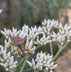 Pseudopantilius australis (Red and Green Mirid Bug) at Kosciuszko National Park - 20 Jan 2022 by Ned_Johnston