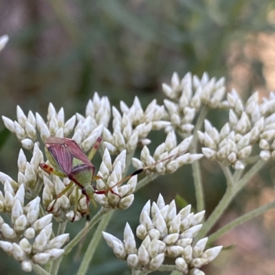 Pseudopantilius australis (Red and Green Mirid Bug) at Kosciuszko National Park - 20 Jan 2022 by Ned_Johnston