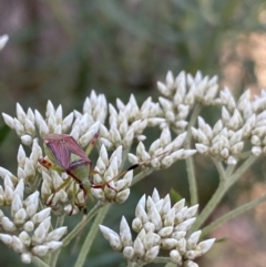 Pseudopantilius australis (Red and Green Mirid Bug) at Jagungal Wilderness, NSW - 20 Jan 2022 by Ned_Johnston
