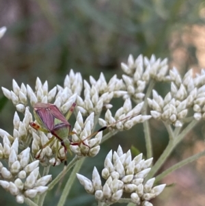 Pseudopantilius australis (Red and Green Mirid Bug) at Jagungal Wilderness, NSW by Ned_Johnston