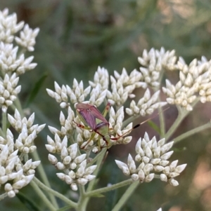 Pseudopantilius australis at Jagungal Wilderness, NSW - 20 Jan 2022