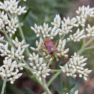 Pseudopantilius australis at Jagungal Wilderness, NSW - 20 Jan 2022