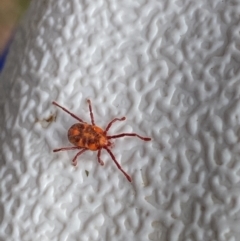 Erythraeidae (family) (Erythraeid mite) at Jagungal Wilderness, NSW - 20 Jan 2022 by NedJohnston