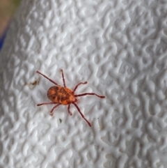 Erythraeidae (family) (Erythraeid mite) at Kosciuszko National Park - 20 Jan 2022 by Ned_Johnston