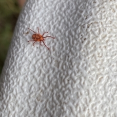 Erythraeidae (family) at Jagungal Wilderness, NSW - 20 Jan 2022 06:10 PM