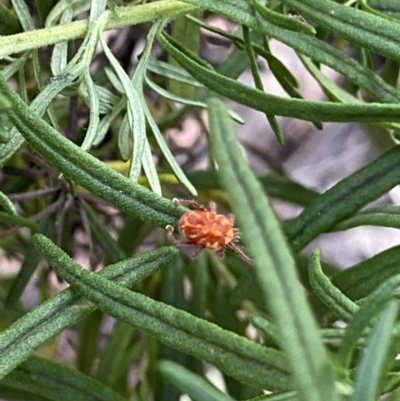 Erythraeidae (family) (Erythraeid mite) at Jagungal Wilderness, NSW - 20 Jan 2022 by NedJohnston