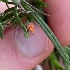 Erythraeidae (family) at Jagungal Wilderness, NSW - 20 Jan 2022 06:07 PM