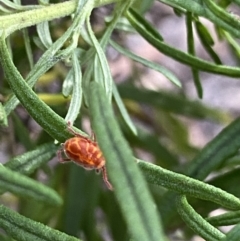 Erythraeidae (family) at Jagungal Wilderness, NSW - 20 Jan 2022 06:07 PM