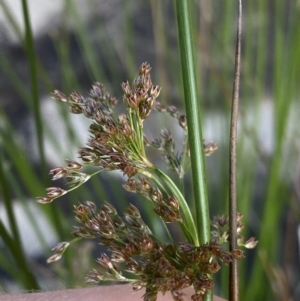 Juncus sp. at Jagungal Wilderness, NSW - 20 Jan 2022 05:51 PM