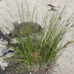 Juncus sp. at Jagungal Wilderness, NSW - 20 Jan 2022