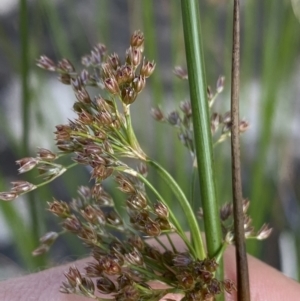Juncus (genus) at Jagungal Wilderness, NSW - 20 Jan 2022 05:51 PM