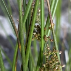 Juncus sp. at Jagungal Wilderness, NSW - 20 Jan 2022 05:51 PM