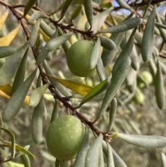Persoonia subvelutina (Velvety Geebung) at Jagungal Wilderness, NSW - 20 Jan 2022 by NedJohnston