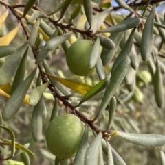 Persoonia subvelutina at Jagungal Wilderness, NSW - 20 Jan 2022 by Ned_Johnston