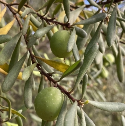 Persoonia subvelutina at Jagungal Wilderness, NSW - 20 Jan 2022 by Ned_Johnston